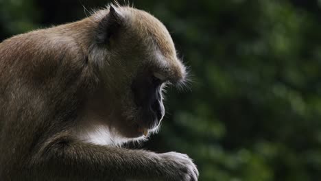 Macaque-munching-on-food-in-a-lush-green-forest