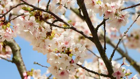 Cherry-blossoms-in-full-bloom-with-wasp-pollinating,-clear-blue-sky-backdrop,-daylight