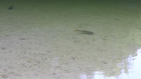 Video-Estático-De-Peces-Nadando-En-Un-Charco-De-Agua-En-La-Reserva-De-La-Piscina-Hamilton-En-Wimberly,-Texas.