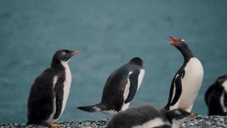 Gentoo-Penguins-Beaking-Fight-At-Isla-Martillo-In-Tierra-De-Fuego,-Argentina