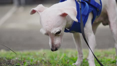 Closeup-Shot-of-a-White-Bald-toy-poodle-Dog-on-Leash-outdoors-smelling-grass