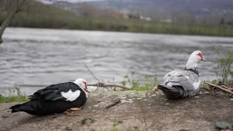 Moschusenten-Putzen-Sich-Am-Ruhigen-Flussufer