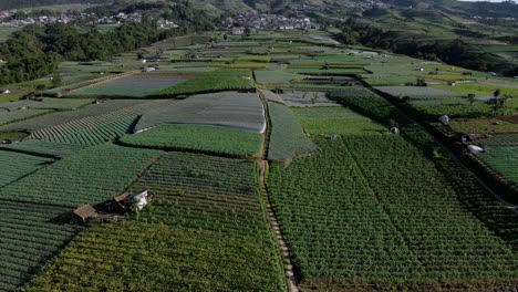 Gemüseplantage-Am-Hang-Des-Berges,-Indonesien