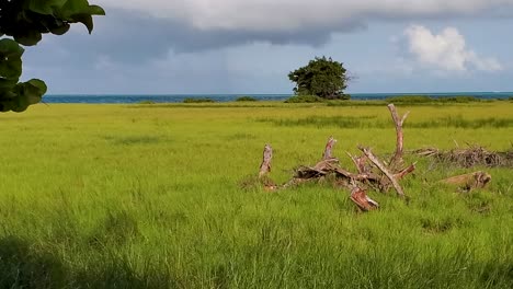 Escena-Natural-Salvaje-Hierba-Verde-Moverse-Con-Brisa-Marina,-Fondo-Caribeño