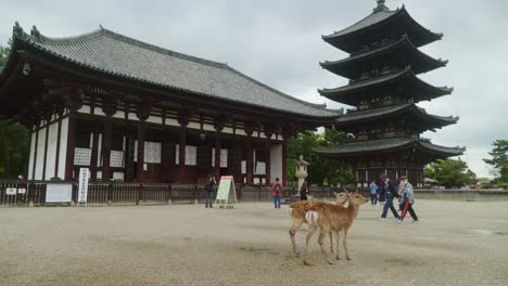 Wild-Deer-In-Front-Of-Chukon-do-of-Kōfuku-ji-With-Five-Storey-Pagoda-In-Background-At-Nara