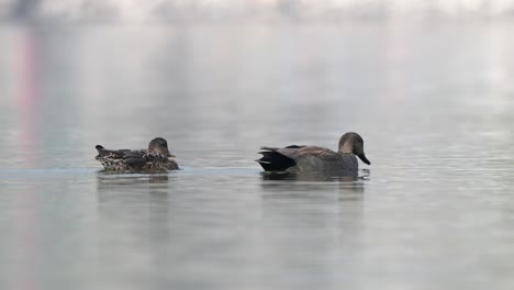 Dos-Gadwalls-Nadando-En-Un-Lago-Bajo-El-Sol-De-La-Mañana