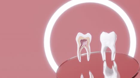 Cross-section-of-tooth-rotating-in-dentist-studio-healthcare-prevention-concept-3d-rendering-animation,-Dental-root-anatomy---First-maxillary-molar