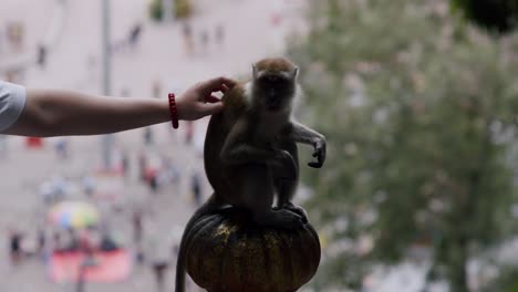 Tourist-interacting-with-macaque-at-Batu-Caves