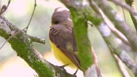 Nahaufnahme-Des-Kleinen-Gelbschnabel-Tyrannenvogels-Im-Kaffeedreieck-Risaralda,-Kolumbien