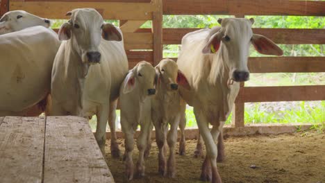 Adult-and-young-cattle-together-in-a-wooden-stable-during-the-day,-evoking-a-sense-of-rural-life