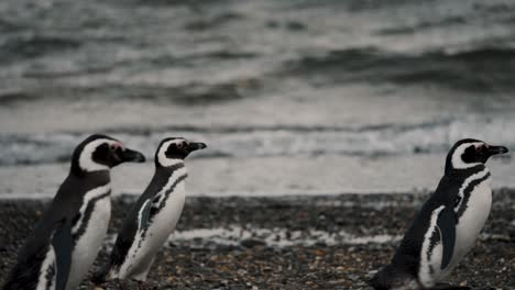Magellanic-Penguins-On-The-Beach-In-Isla-Martillo,-Tierra-del-Fuego,-Argentina---Tracking-Shot