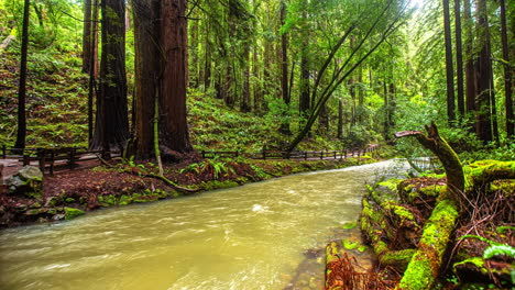Zeitraffer-Eines-üppigen-Redwood-Waldes-Mit-Einem-Fließenden-Fluss---Muir-Woods-National-Monument