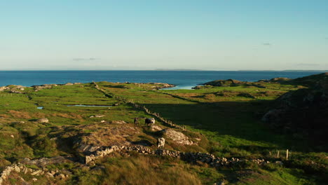 Explore-Connemara,-Galway,-Ireland,-with-a-captivating-parallax-drone-shot-highlighting-the-lush-green-landscape,-The-Burren,-the-Atlantic-Ocean,-and-the-charming-presence-of-cows