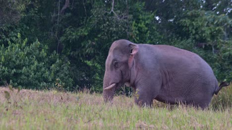 Acercándonos-Para-Mostrar-Este-Enorme-Elefante-Indio-Alimentándose-De-Minerales,-Elephas-Maximus-Indicus,-Tailandia