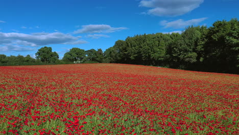Aerial-flying-backwards-over-poppy-field-country-rememberance-day-4K