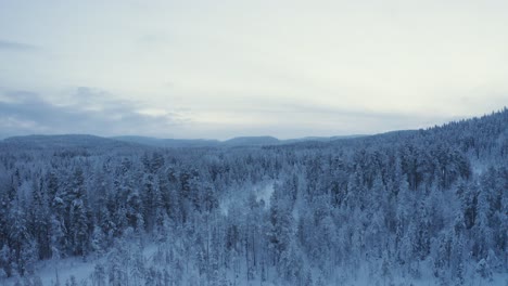 Profilansicht-Des-Vollständig-Schneebedeckten-Großen-Taigawalds-Am-Morgen-In-Finnland
