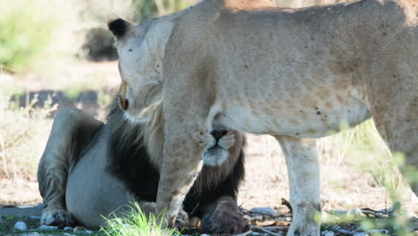 Afrikanischer-Löwe-Mit-Löwin-In-Der-Savanne---Nahaufnahme