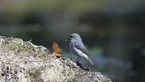 A-Plumbeous-Water-Redstart-eating-a-moth-on-a-rock-in-the-sunshine