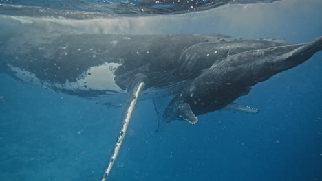 Primer-Plano-Súper-Raro-De-Una-Cría-De-Ballena-Jorobada-Acercándose-A-Las-Glándulas-Mamarias-De-Su-Madre-Para-Amamantar