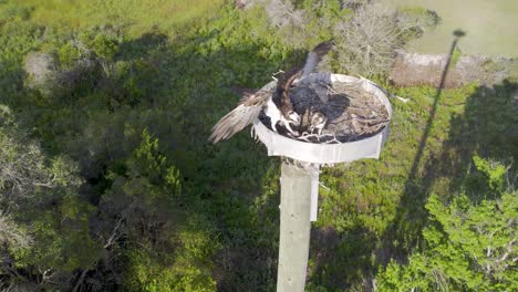 Aerial-view-of-suburban-osprey-nest-in-woodlands
