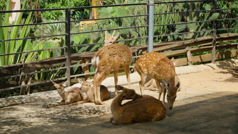 Ciervos-Sika-Vietnamitas-O-Indochinos-Con-Cervatillos-Descansando-Bajo-La-Luz-Del-Sol-Dentro-Del-Recinto-Al-Aire-Libre-En-El-Zoológico-Mongo-Land-Dalat,-Vietnam