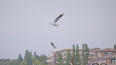 Flock-of-seagulls-flying-gracefully-over-coastal-resort-in-outdoor-freedom-SLOW-MOTION