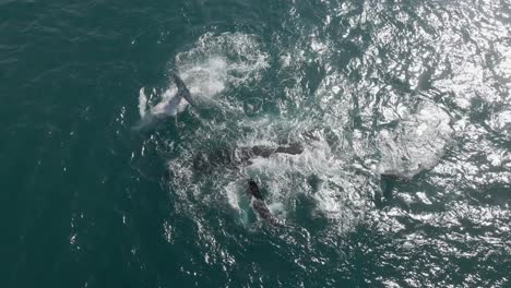 Top-down-shot-of-a-humpback-whale-family-slapping-the-sea-with-their-tail-and-fin