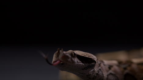 Gaboon-viper-against-dark-background-sticks-out-tongue---close-up-on-face