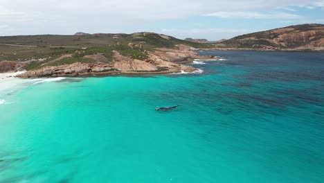 Increíbles-Ballenas-Jugando-Cerca-De-La-Costa-En-Thistle-Cove,-Parque-Nacional-Cabo-Le-Grande