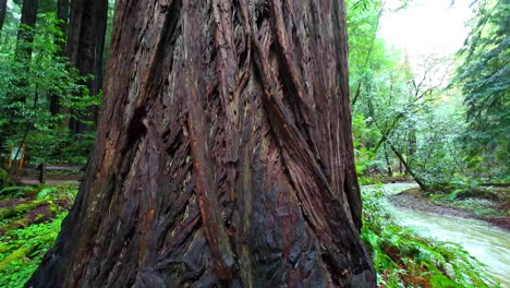 Secuoya-Costera-Gigante-En-El-Monumento-Nacional-De-Muir-Woods