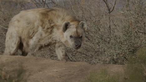 Cerrar-La-Vida-Silvestre-De-La-Hiena-Caminando-En-África