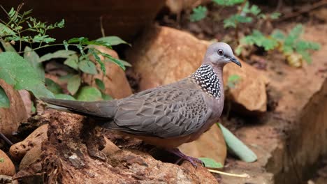 Alejando-El-Zoom-Deslizándose-Hacia-La-Izquierda-Y-Luego-Mira-A-Su-Alrededor,-Paloma-Manchada-O-Paloma-Manchada-Del-Este-Spilopelia-Chinensis,-Tailandia