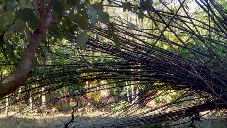 Eine-Große-Bambuspflanze-In-Indien-Scheint-Umgekippt-Zu-Sein,-Ihre-Stängel-Sind-Zu-Boden-Gebogen,-Was-Die-Widerstandsfähigkeit-Und-Dynamik-Der-Natur-Veranschaulicht