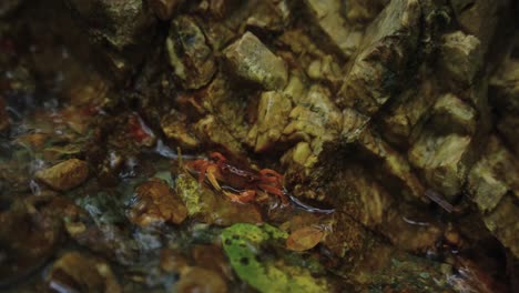 Cangrejo-De-Río-Forestal-En-Arroyo-Puro,-Prefectura-De-Mie,-Japón-4k