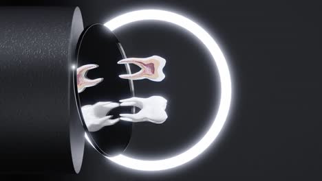 Vertical-of-Dental-root-anatomy-molar-tooth