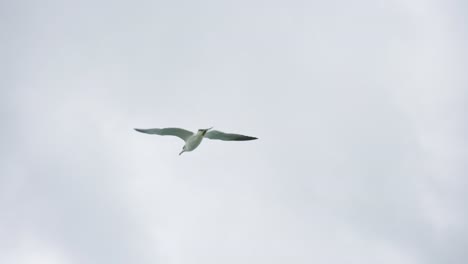 Grey-headed-gull-Flying-on-overcast-day-at-Seaside-4k