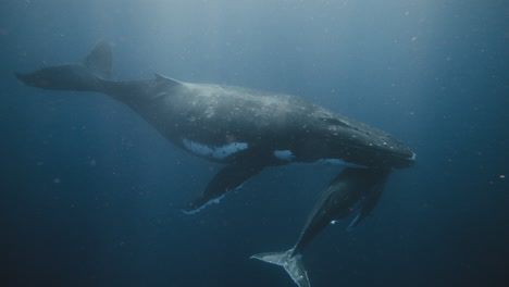 Unterwasseransicht-Eines-Buckelwalpaares,-Das-Unter-Dem-Südpazifik-Ruht