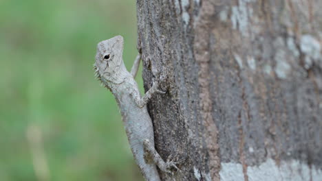 Feared-Bloodsucker-or-Changeable-Lizard-Hang-on-Tree-Trunk-,-eye-movement---close-up