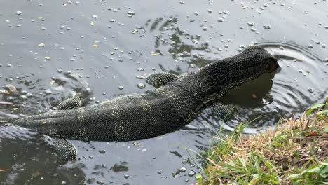 Monitor-lizard-up-close-in-water-Lumpini-Park-reptile-in-lake-Bangkok