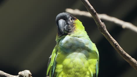 Nanday-Parakeet-Bird-or-Black-hooded-Parakeet-or-Nanday-Conure-Perched-on-a-Branch-in-Sunlight-in-Brazil