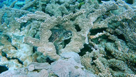 Clown-Coris-And-Marine-Fishes-With-Turtle-On-The-Coral-Reefs