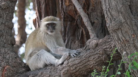 Mono-Verde-Sentado-En-Un-árbol-En-Sudáfrica