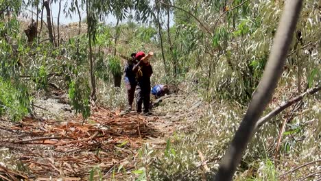 Deforestation,-Black-men-carrying-logs-from-cutting-site