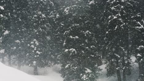 Fuertes-Nevadas-En-El-Bosque-A-Lo-Largo-De-La-Campiña-De-Gulmarg-En-Cachemira,-India