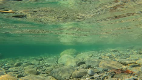 Abtauchen-Aus-Einem-Unberührten-Wald-In-Eine-Unterwasser-Flusslandschaft