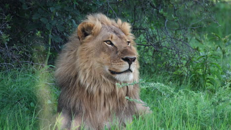 African-Lion-Sitting-On-The-Grass---Close-Up-Shot