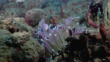 a-cute-anemone-moving-with-the-current-on-the-reef
