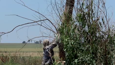 Closeup-a-Black-man-felling-a-tree