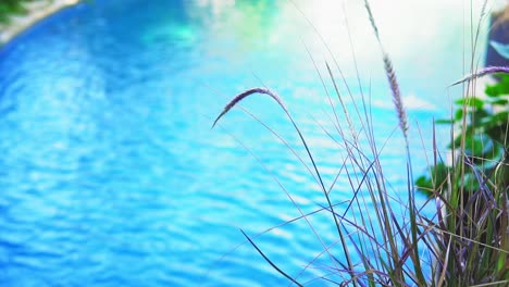Poolside-Serenity-with-Graceful-Grasses