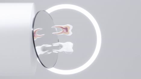 Querschnitt-Der-Zahnwurzelanatomie-Des-Ersten-Oberkieferbackenzahns,-Vertikale-3D-Rendering-Animation